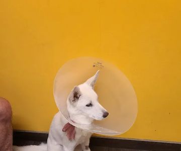 Banfield Pet Hospital