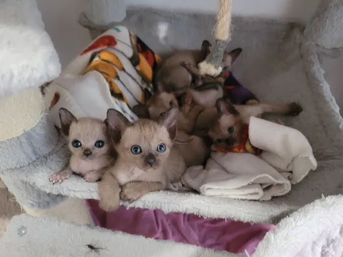 Rainbow Tonkinese Cattery 3