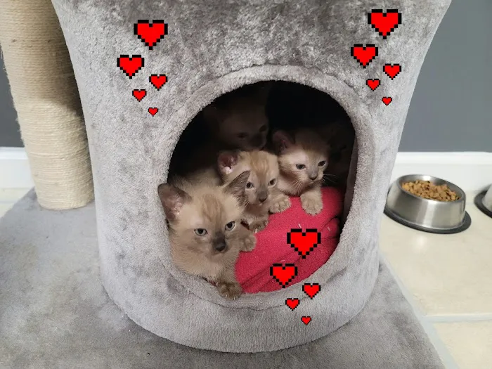 Rainbow Tonkinese Cattery 6