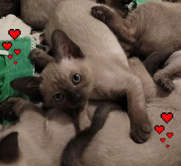 Rainbow Tonkinese Cattery 5