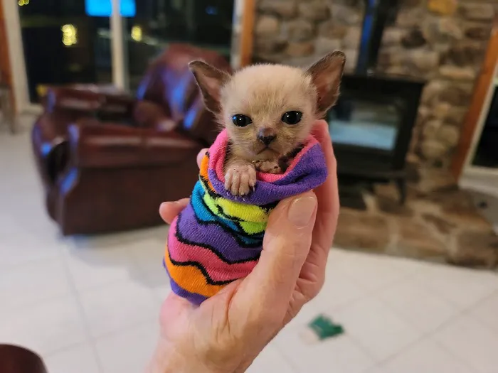 Rainbow Tonkinese Cattery 2