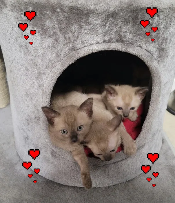 Rainbow Tonkinese Cattery 7