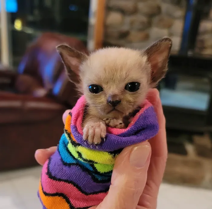 Rainbow Tonkinese Cattery 4