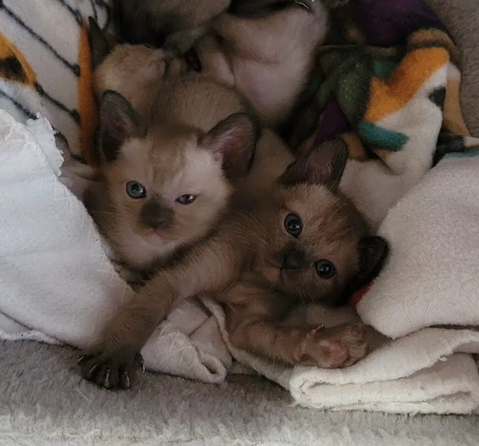Rainbow Tonkinese Cattery 8
