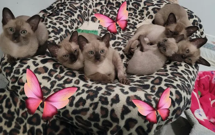 Rainbow Tonkinese Cattery 9