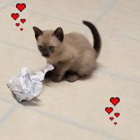 Rainbow Tonkinese Cattery ico
