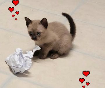 Rainbow Tonkinese Cattery