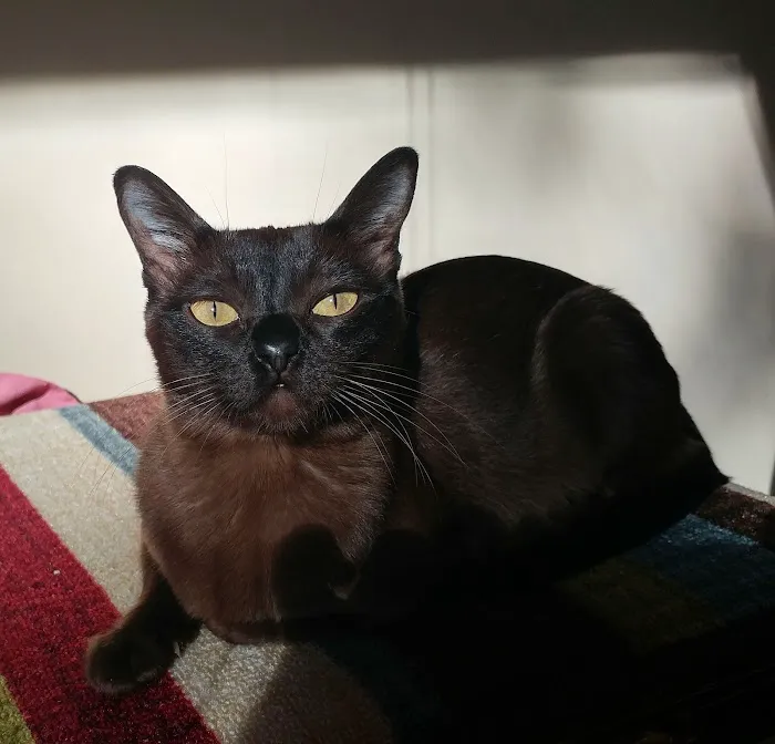 Rainbow Burmese Cattery 8