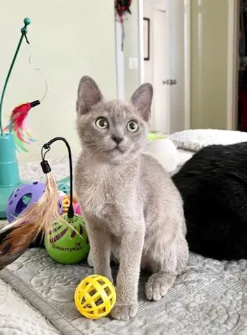 Rainbow Burmese Cattery 1