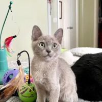 Rainbow Burmese Cattery ico