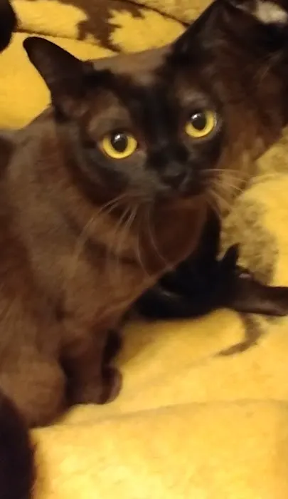 Rainbow Burmese Cattery 4