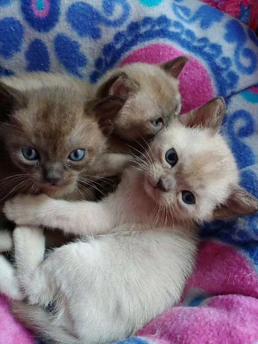Rainbow Burmese Cattery 6