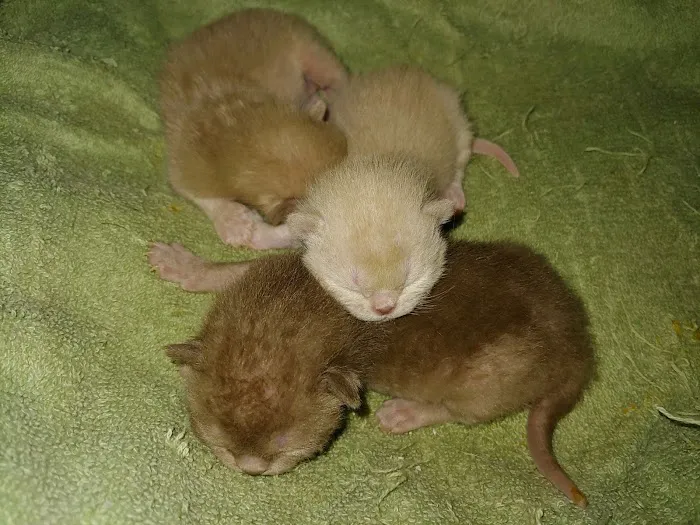 Rainbow Burmese Cattery 3