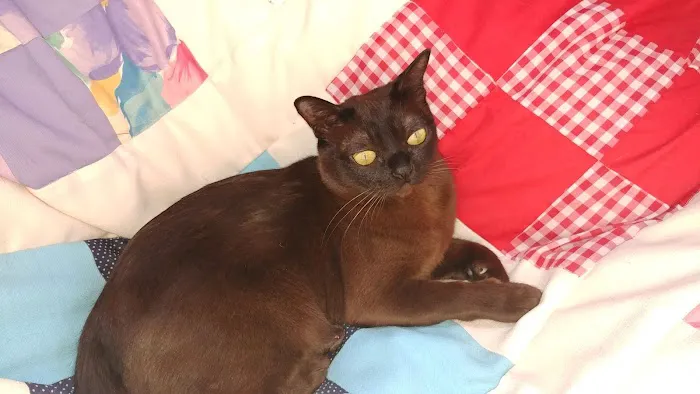 Rainbow Burmese Cattery 2
