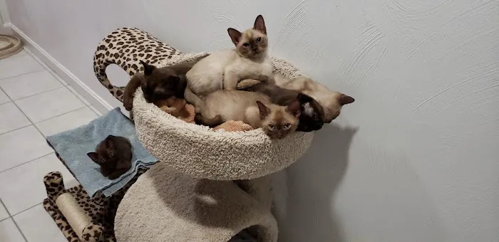 Rainbow Burmese Cattery 7