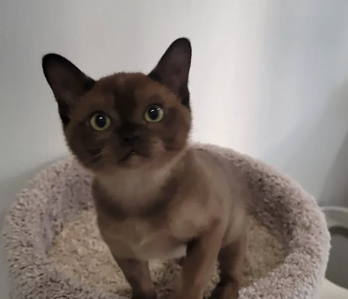 Rainbow Burmese Cattery 5