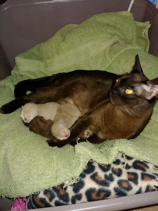 Rainbow Burmese Cattery 9