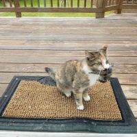 Animal Care Clinic-Monadnock ico