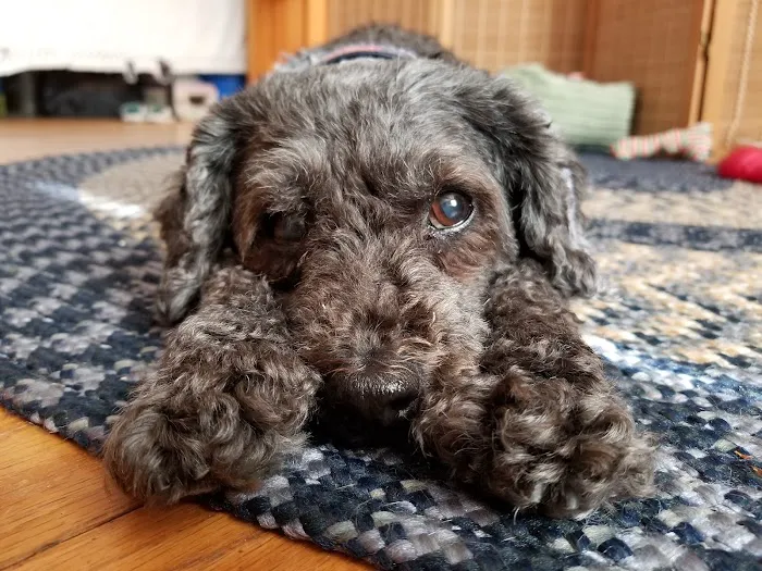 Animal Care Clinic-Monadnock 6