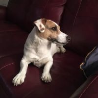 Upstream Animal Healing Center ico
