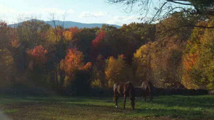 Monadnock Equine Veterinary Services 1