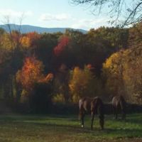 Monadnock Equine Veterinary Services ico