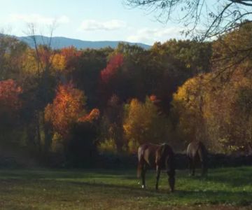 Monadnock Equine Veterinary Services