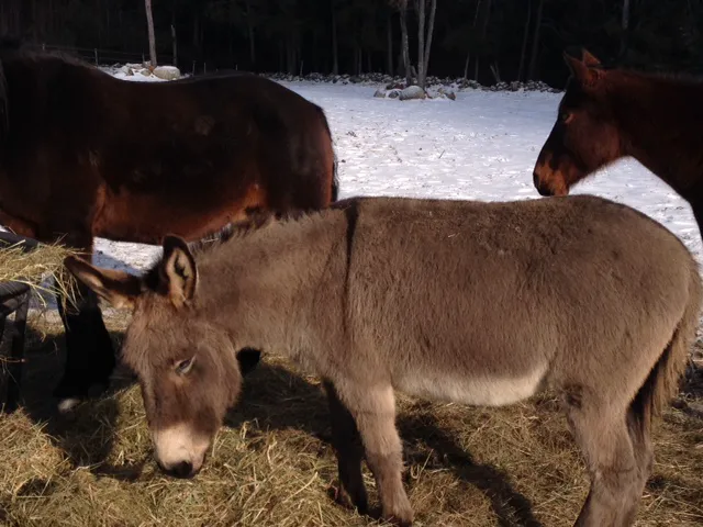 Monadnock Equine Veterinary Services 3