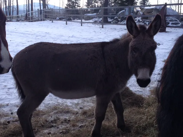 Monadnock Equine Veterinary Services 2