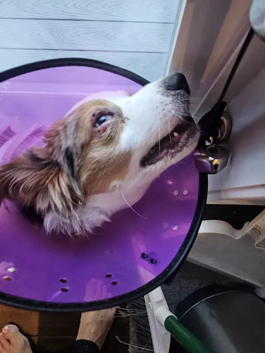 Wilton Animal Hospital 3
