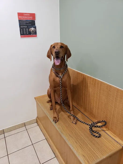 VCA Northboro Animal Hospital 2