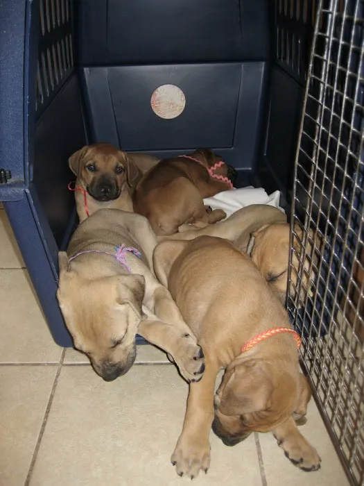 VCA Northboro Animal Hospital 5