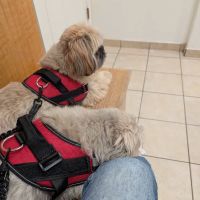 VCA Northboro Animal Hospital ico