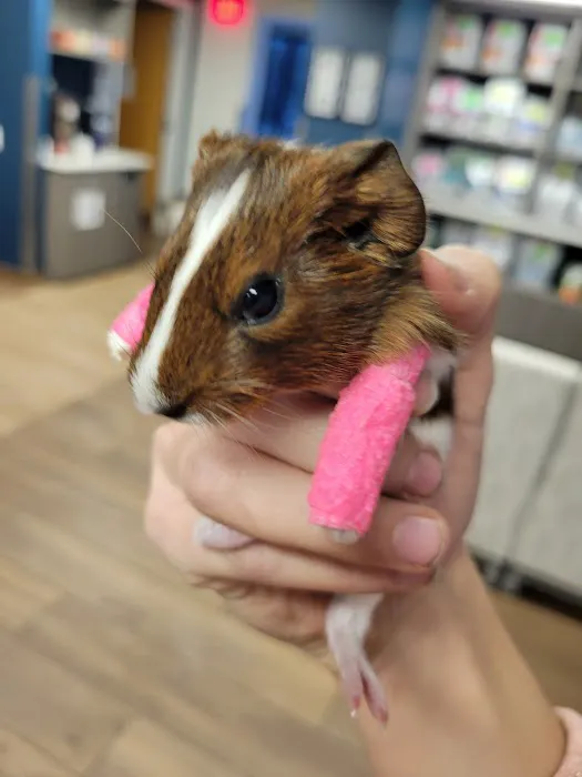 VCA Westboro Animal Hospital 8