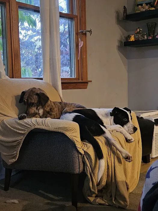 VCA Westboro Animal Hospital 6