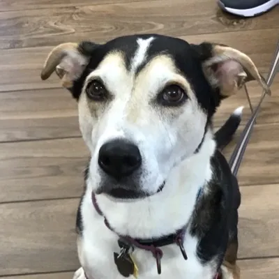 VCA Westboro Animal Hospital 4
