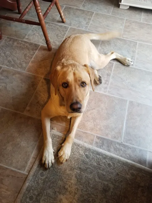 VCA Westboro Animal Hospital 2