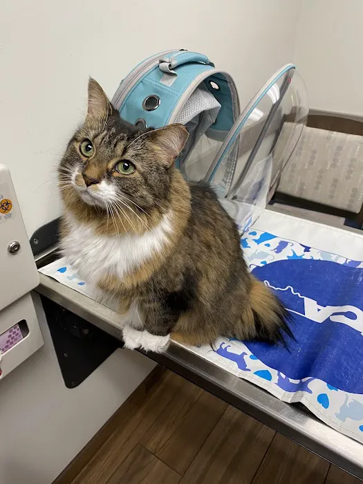 VCA Westboro Animal Hospital 9