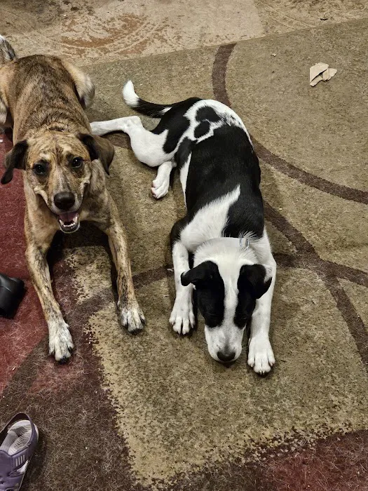 VCA Westboro Animal Hospital 7