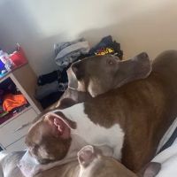 PetMedic Urgent Care Vet Clinic - Westborough ico