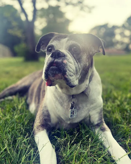 PetMedic Urgent Care Vet Clinic - Westborough 3
