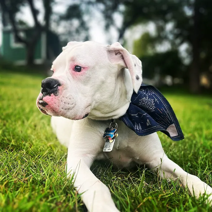 PetMedic Urgent Care Vet Clinic - Westborough 5