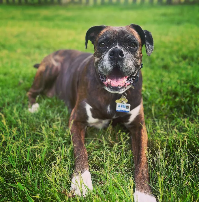 PetMedic Urgent Care Vet Clinic - Westborough 6