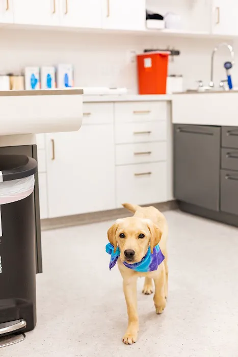 PetMedic Urgent Care Vet Clinic - Westborough 9