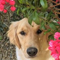 Associates Animal Hospital ico