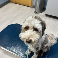 Hudson Animal Hospital ico