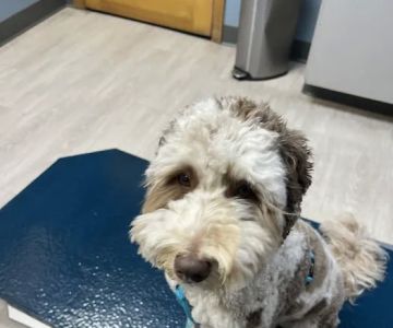 Hudson Animal Hospital
