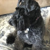 Shepherd Veterinary Clinic ico