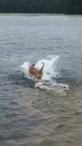ProFormance Canine, Inc. 1