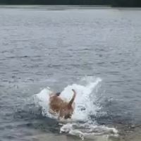 ProFormance Canine, Inc. ico